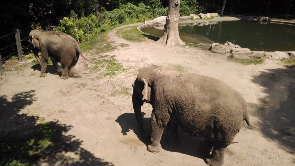 Elephants - Wild Asia