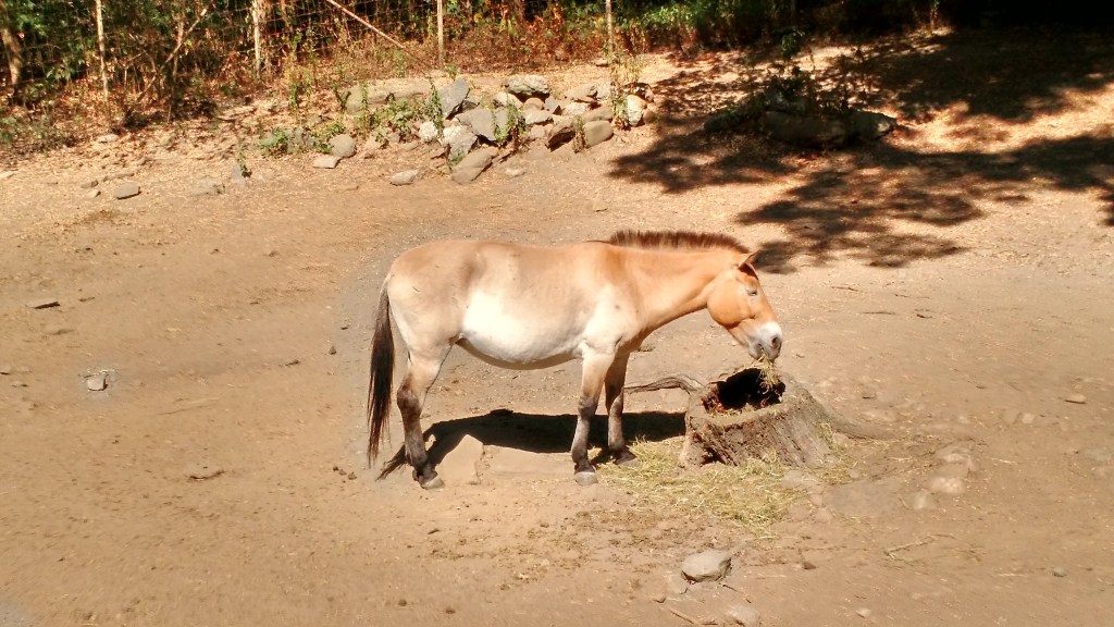 Wild Horses - Bronx Zoo