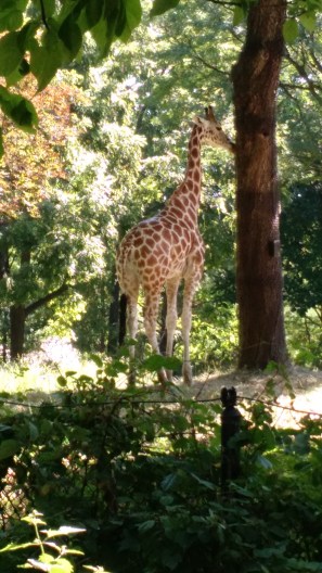 Giraffe - Bronx Zoo