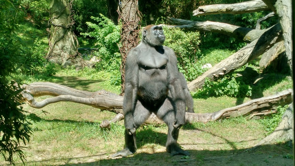 Gorilla - Bronx Zoo