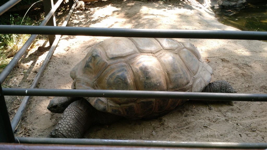 Giant Turtle - Bronx Zoo