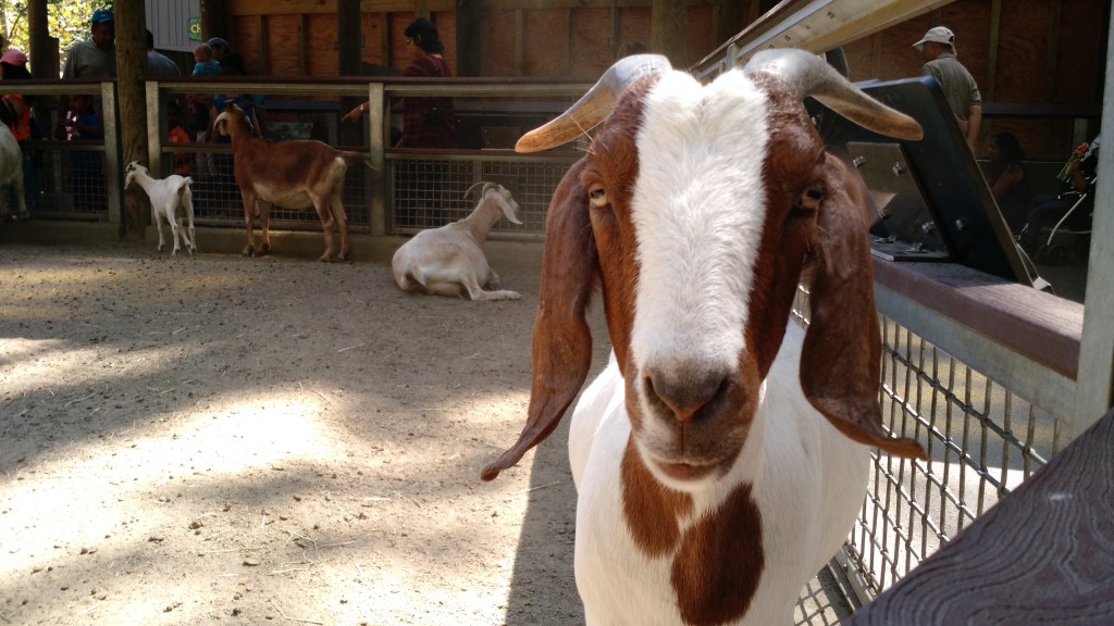 Goat - Bronx Zoo